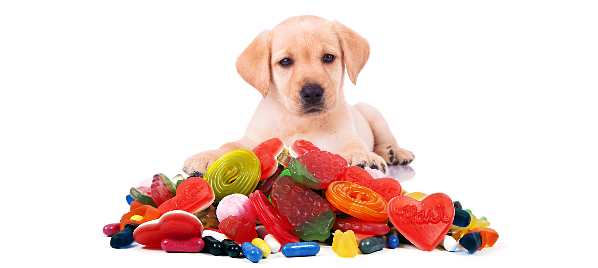 puppy sweets